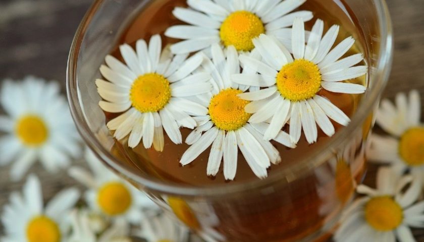 Plantas medicinales que podemos cultivar en casa