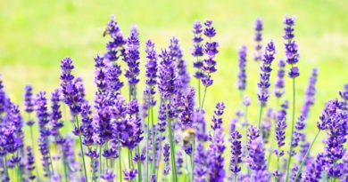 Materiales duraderos para el diseño de jardines contemporáneos Flores de jardín