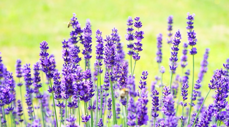 Flores de jardín