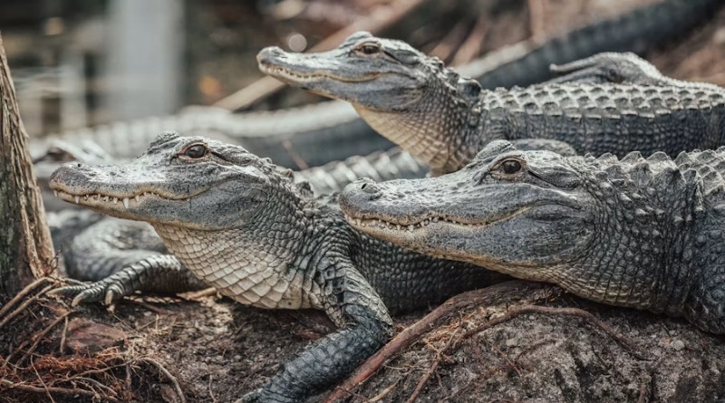 Cocodrilos