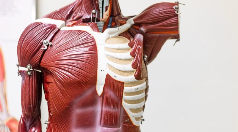 Músculos del cuerpo humano